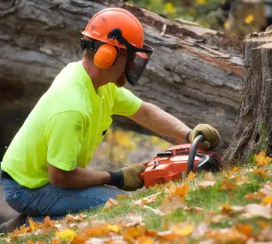 tree services Hayes